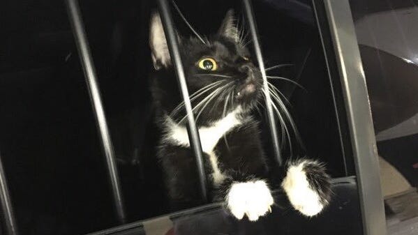 Cat Burglar Call Made To Collier Couny Sheriff S Deputies Just A Stray Cat