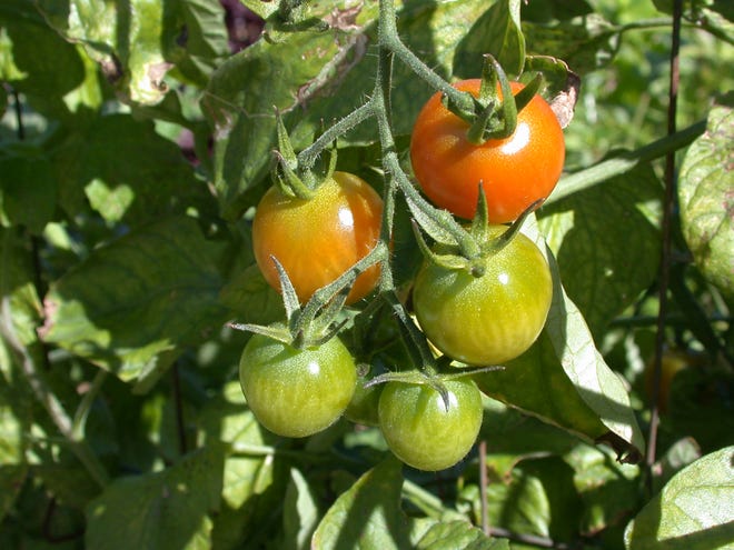 Love fresh tomatoes? Now's the time to plant them.