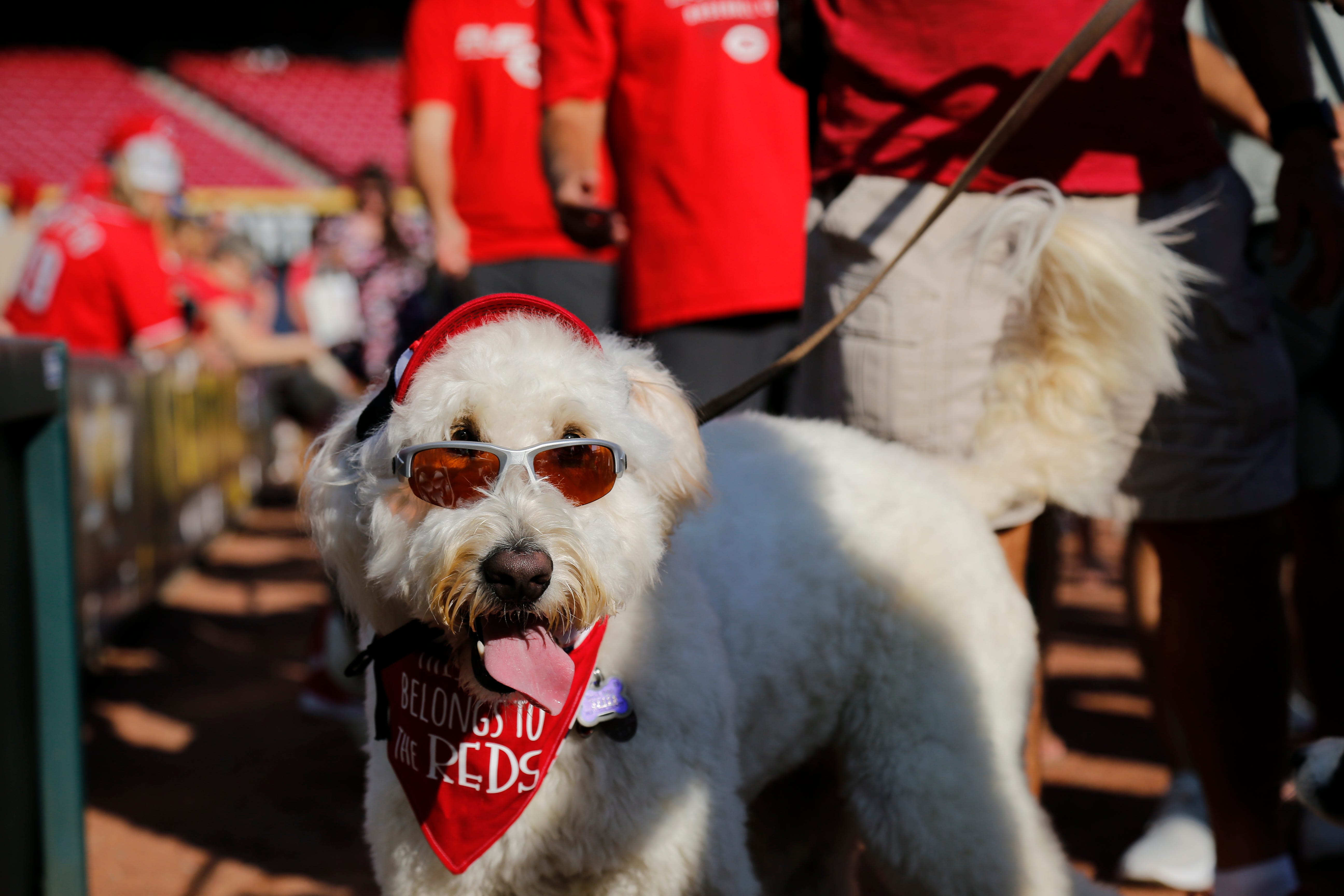 What Is The Most Dog Friendly Country