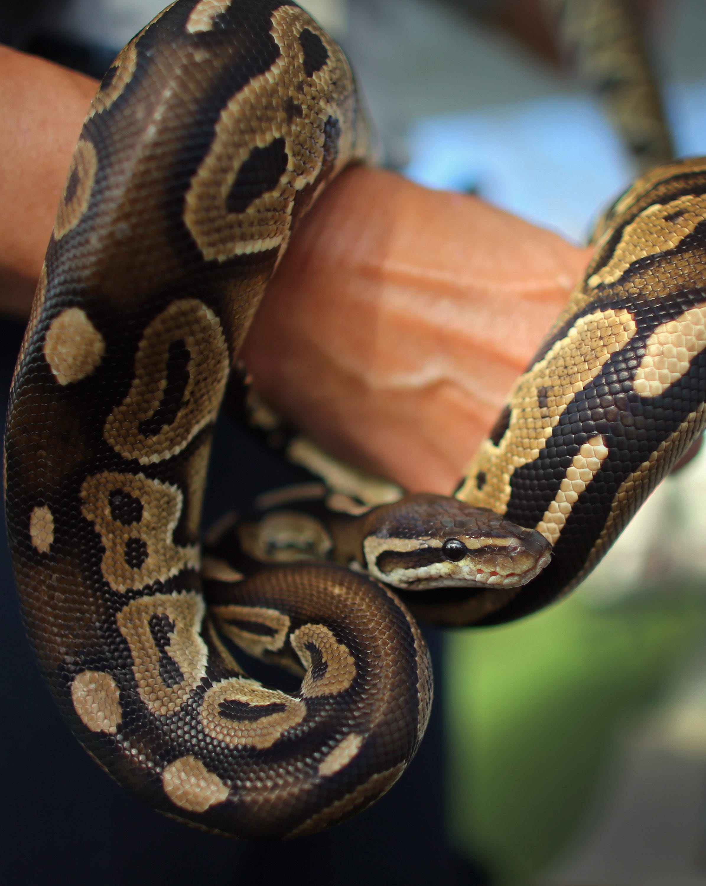 Missing Ball python flees Fond du Lac High School classroom
