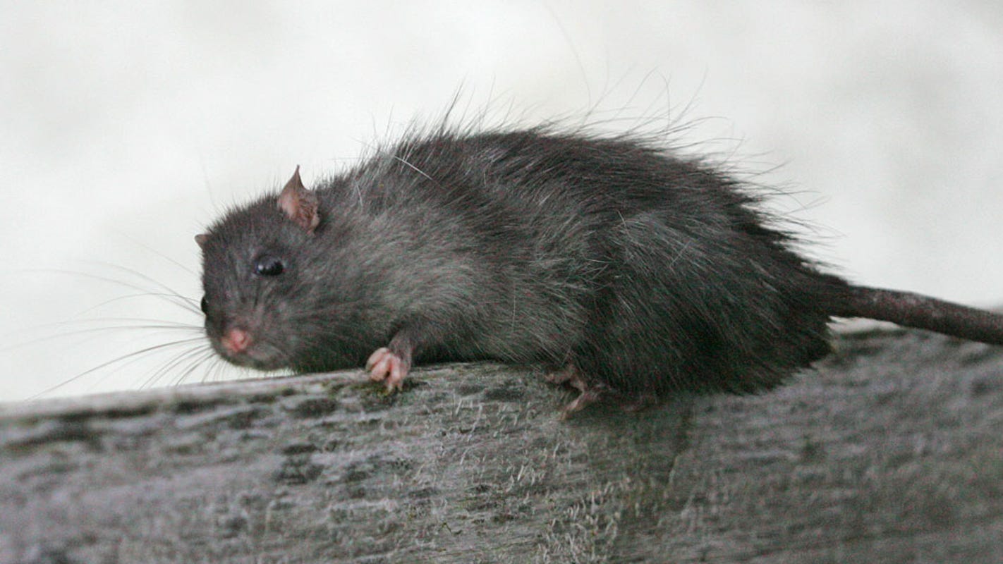 How To Get Rid Of Rats In Your Home And Garden,Alcoholic Beverage Slippery Nipple