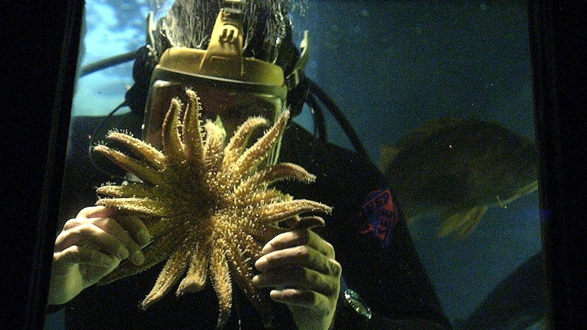 Newport S Undersea Gardens To Close After 50 Years On Yaquina Bay