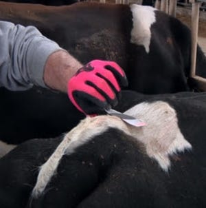 A farmer applies a breeding indicator, a self-adhesive sticker, between a cow’s hip and tailhead. The indicator’s surface ink is rubbed off by friction during mounting and reveals an indicator color. When enough color is exposed, the animal is considered ready to breed.