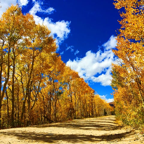 The aspen leaves are bright yellow in the Colorado