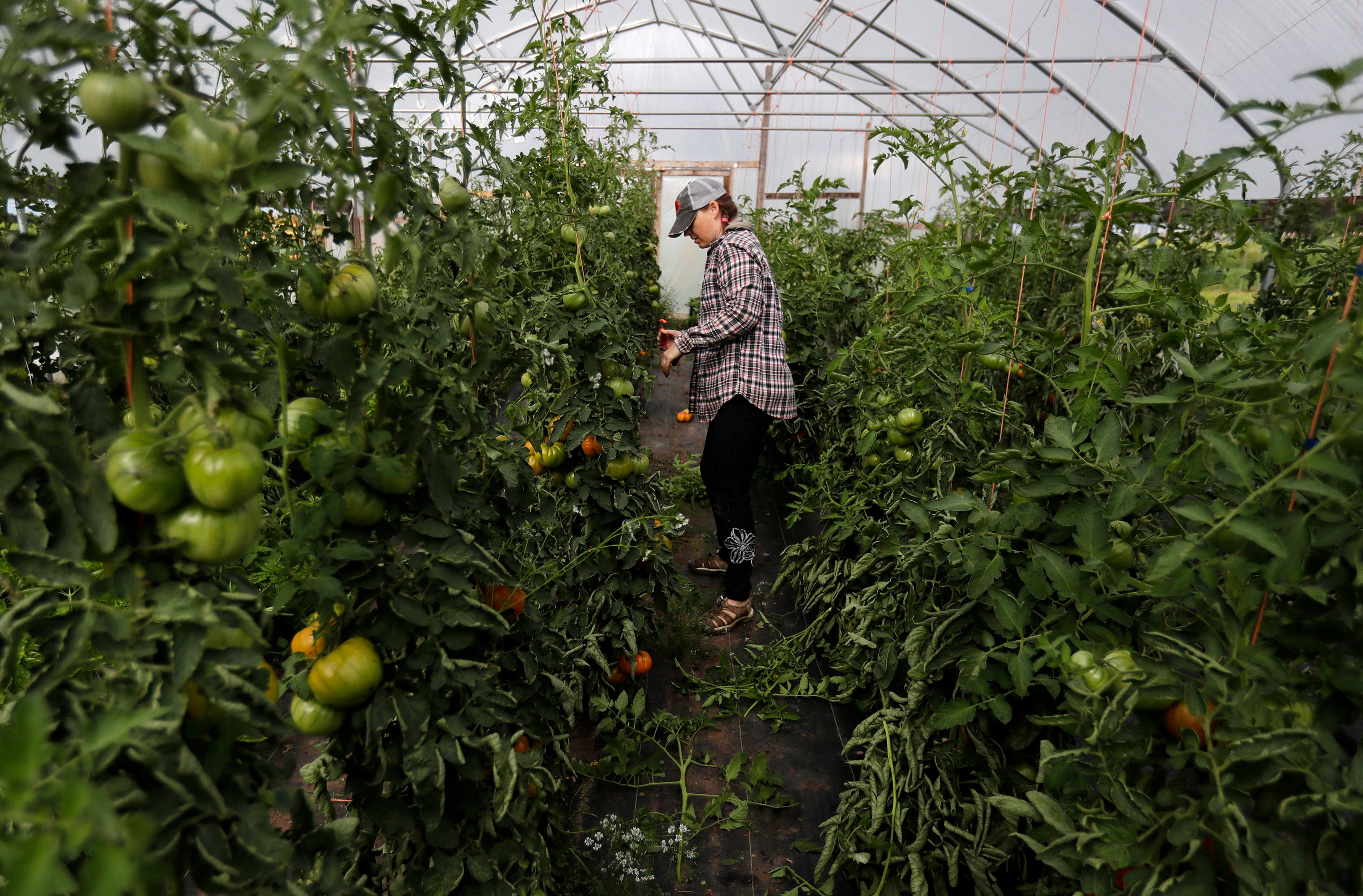 Rachel Baranczyk, an employee with Full Circle Community Farm, weeds through tomatoes Tuesday, Aug. 27, 2019 in Seymour, Wis.