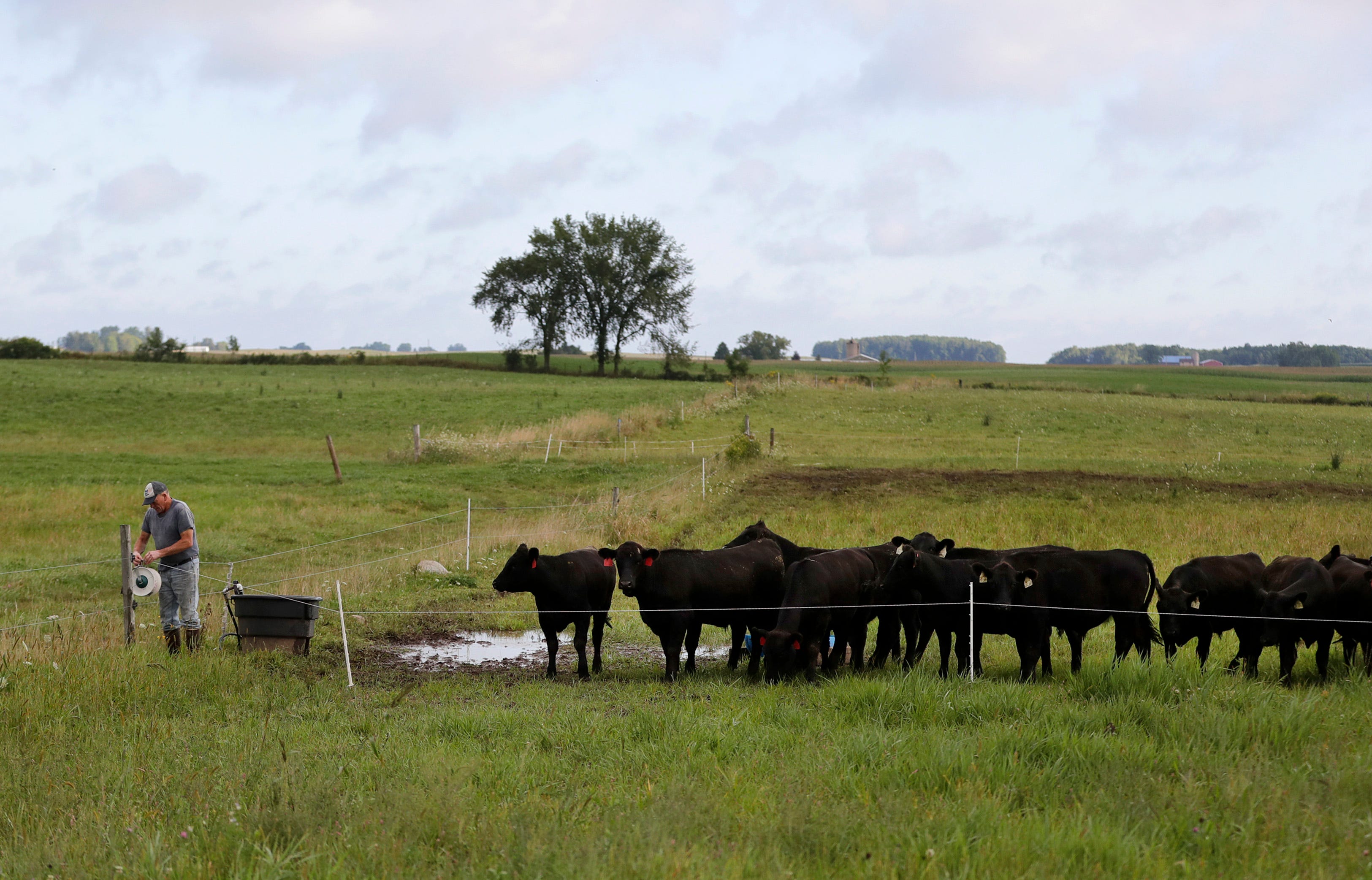 Rick Adamski, owner of Full Circle Community Farm, prepares to remove a fence for his yearling beef herd as part of the farm's managed grazing efforts Tuesday, Aug. 27, 2019 in Seymour, Wis.