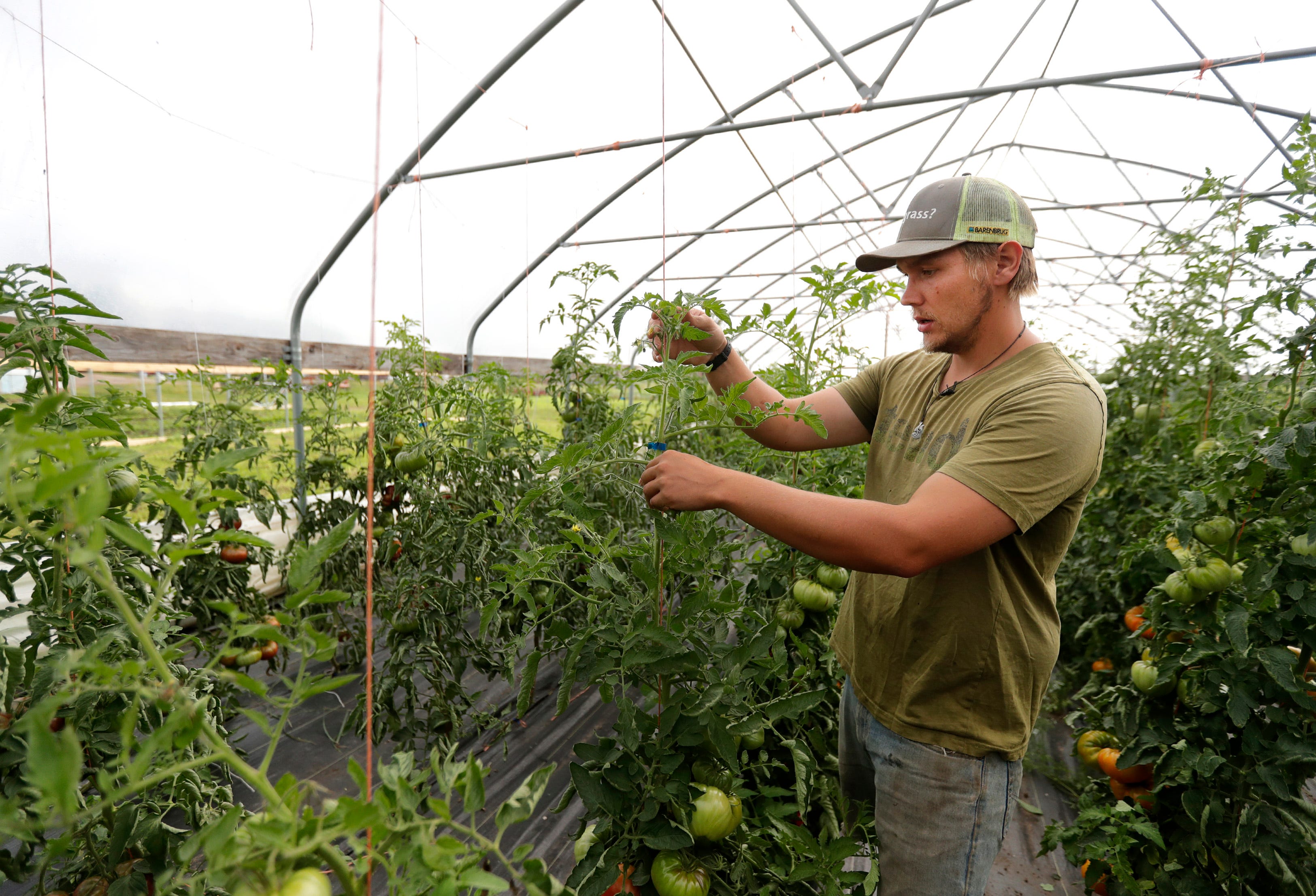 Andrew Adamski, son of Full Circle Community Farm's owners Rick Adamski and Valerie Dantoin, looks through tomatoes on their farm Tuesday, Aug. 27, 2019 in Seymour, Wis. Andrew with be inheriting the farm for a fifth generation with his partner Heather Toman.