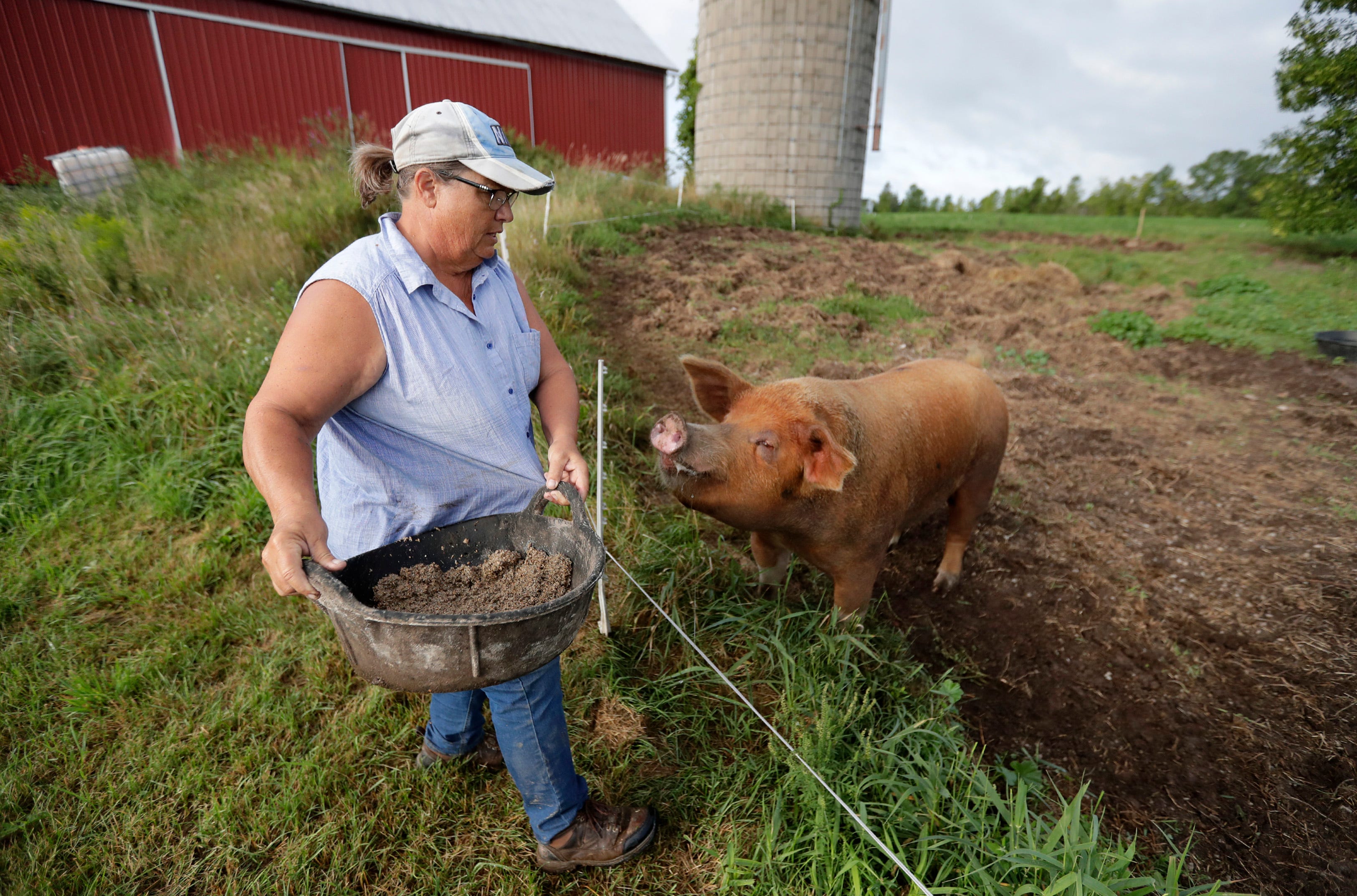 Valerie Dantoin, owner of Full Circle Community Farm, feeds Thick Boy, the farm's breeding boar, Tuesday, Aug. 27, 2019 in Seymour, Wis.