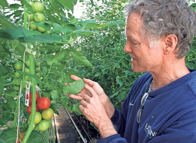 If late season green tomatoes are close to maturity, they may also ripen after picking. And there's always fried green tomatoes.