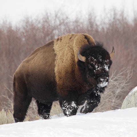 FILE - In this Feb. 12, 2011 file photo a bison fr