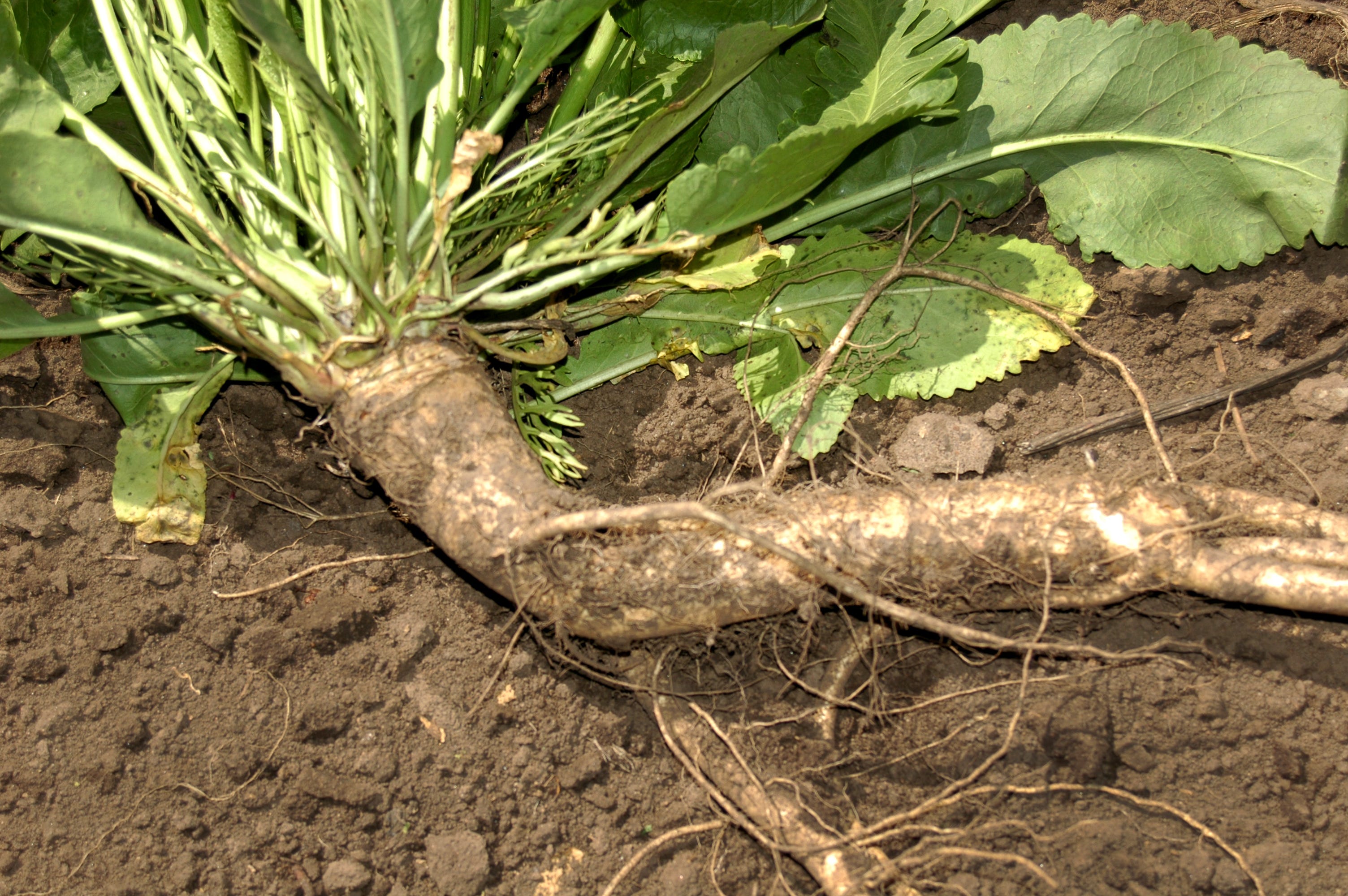 American Garden Horseradish