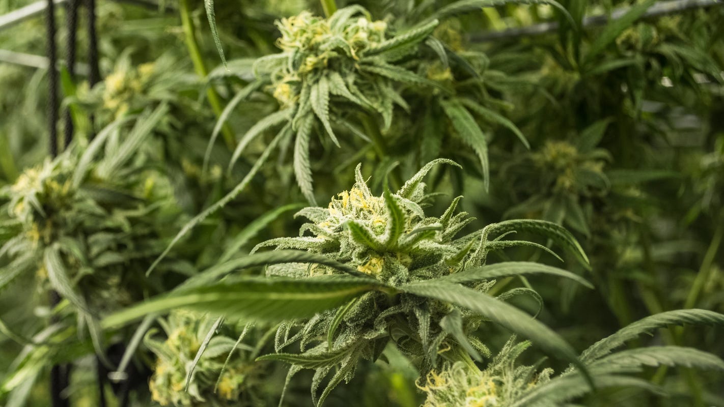 Arizona's Legalization Of Medical Marijuana With Prop 203