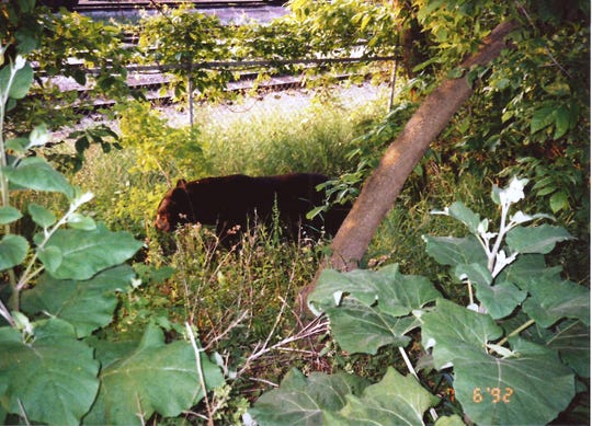 A bear in downtown Manitowoc in June 1992.
