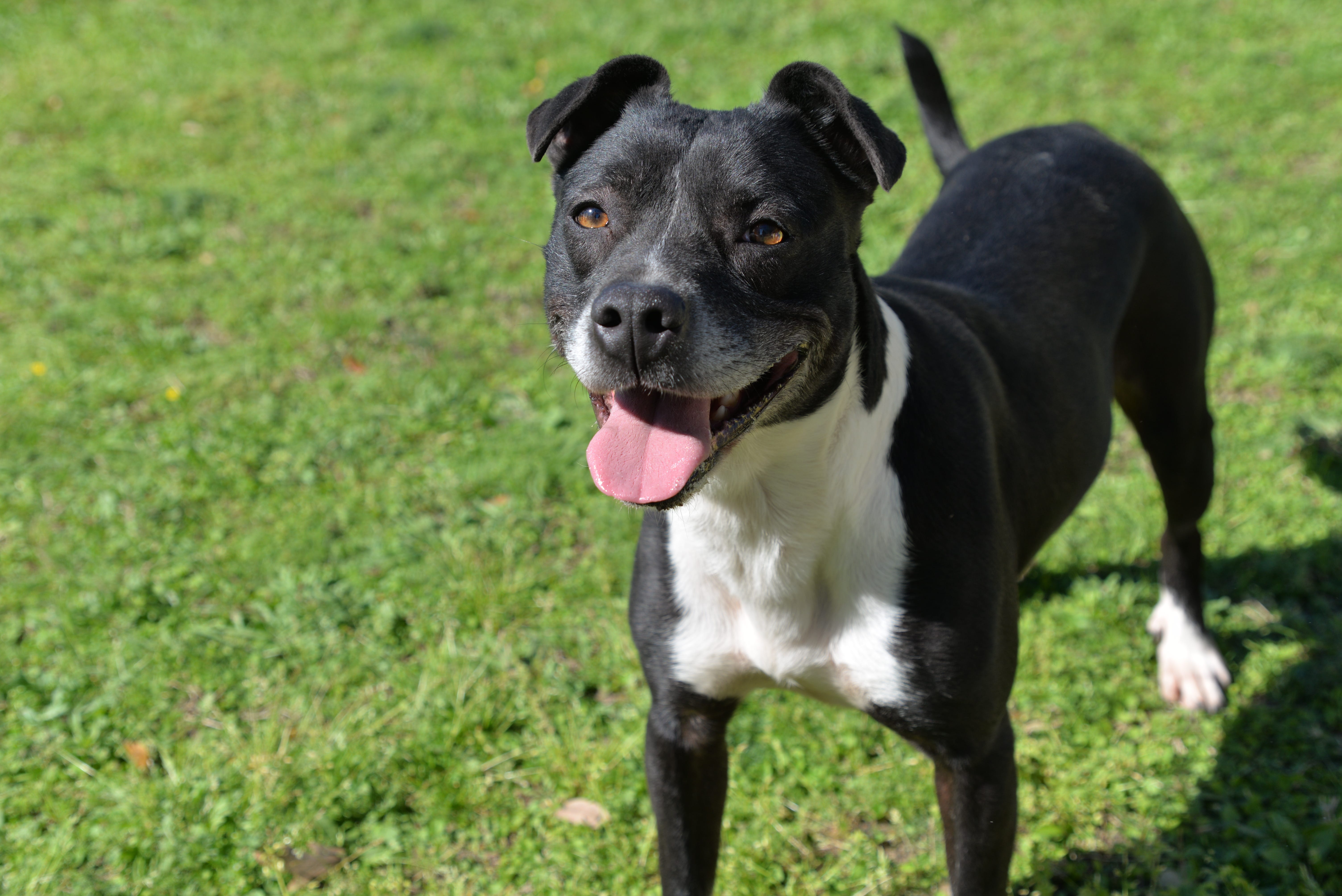 friends of the animal shelter