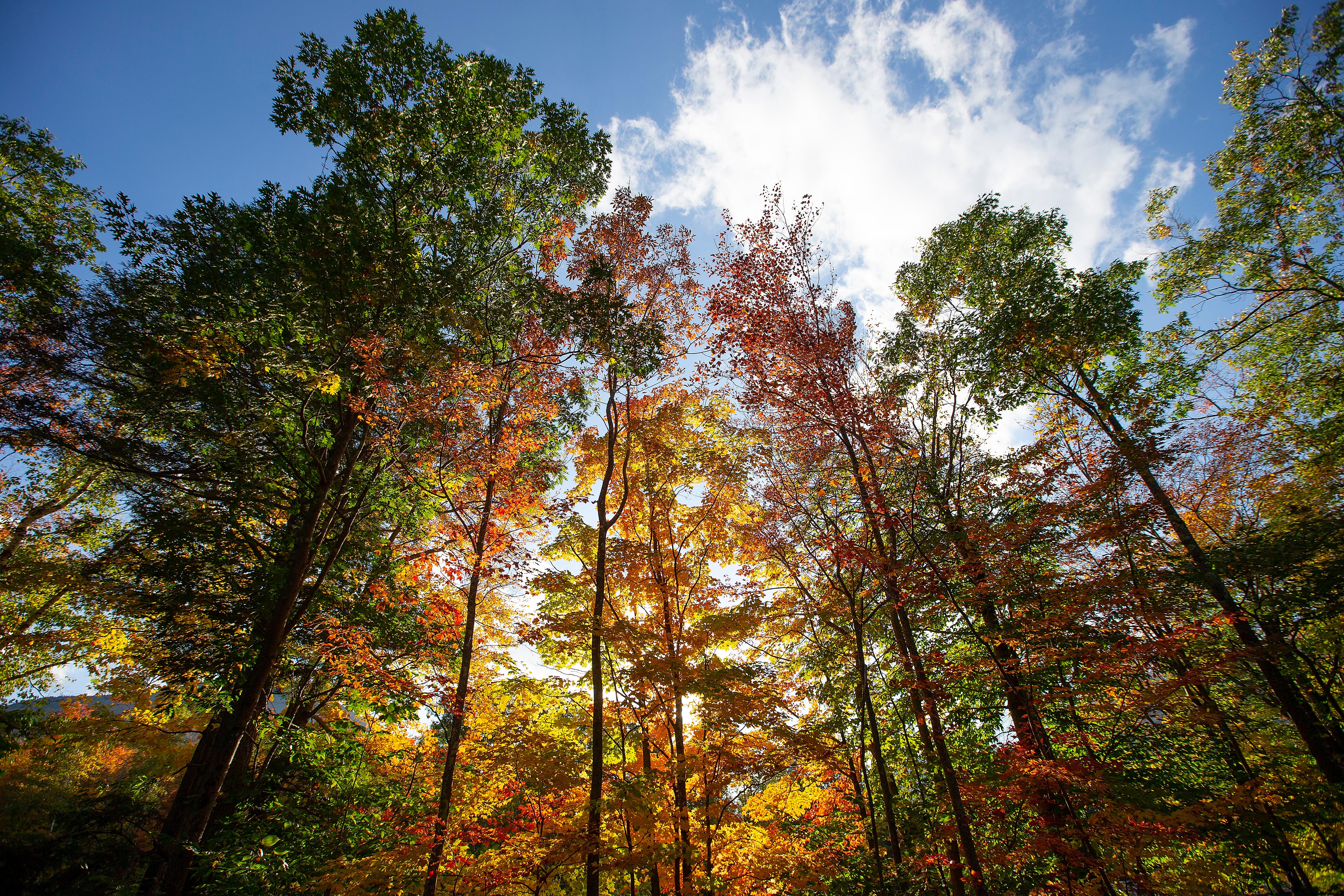 Minnesota Fall Color Chart