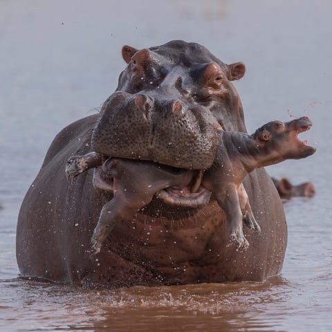 A newborn hippo, just days old, was keeping close 