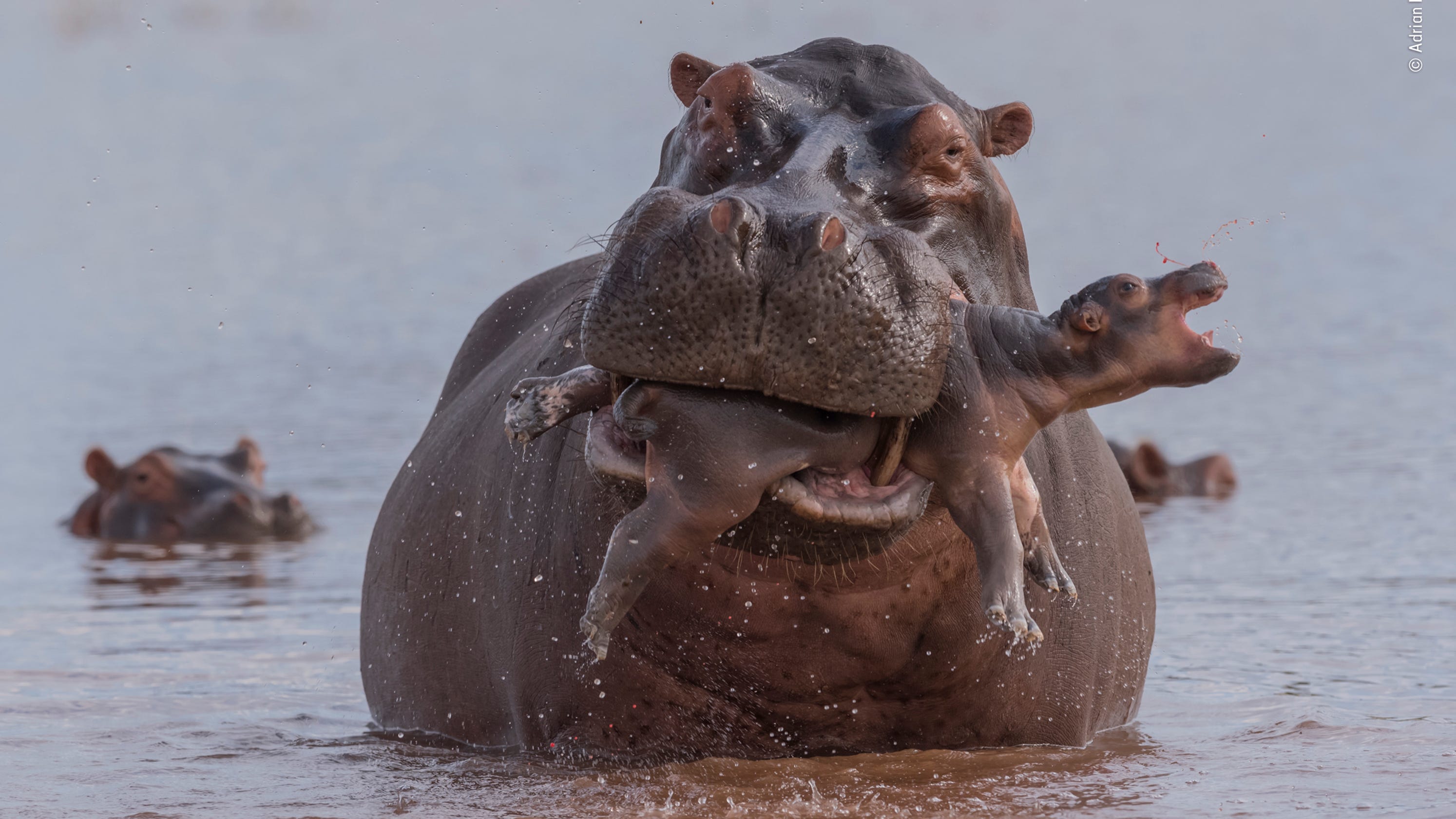 15-incredible-images-from-the-wildlife-photographer-of-the-year-competition