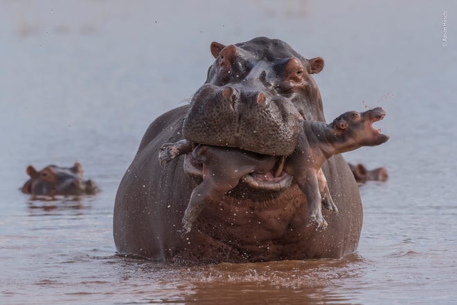 A newborn hippo, just days old, was keeping close to its mother in the shallows of Lake Kariba, Zimbabwe, when a large bull suddenly made a beeline for them. He chased the mother, then seized the calf in his huge gape, clearly intent on killing it. After trying to drown it, he tried to crush it to death. All the while, the distraught mother looked on. Adrian’s fast reaction and fast exposure captured the shocking drama. Infanticide among hippos is rare but may result from the stress caused through overcrowding when their day-resting pools dry out. A male may also increase his reproductive chances by killing young that are not his, triggering females to go into oestrus, ready to mate with him. Male hippos are also aggressively territorial, and brutal fights are not uncommon. If they feel threatened by an accidental encounter, hippos will also attack and kill humans.