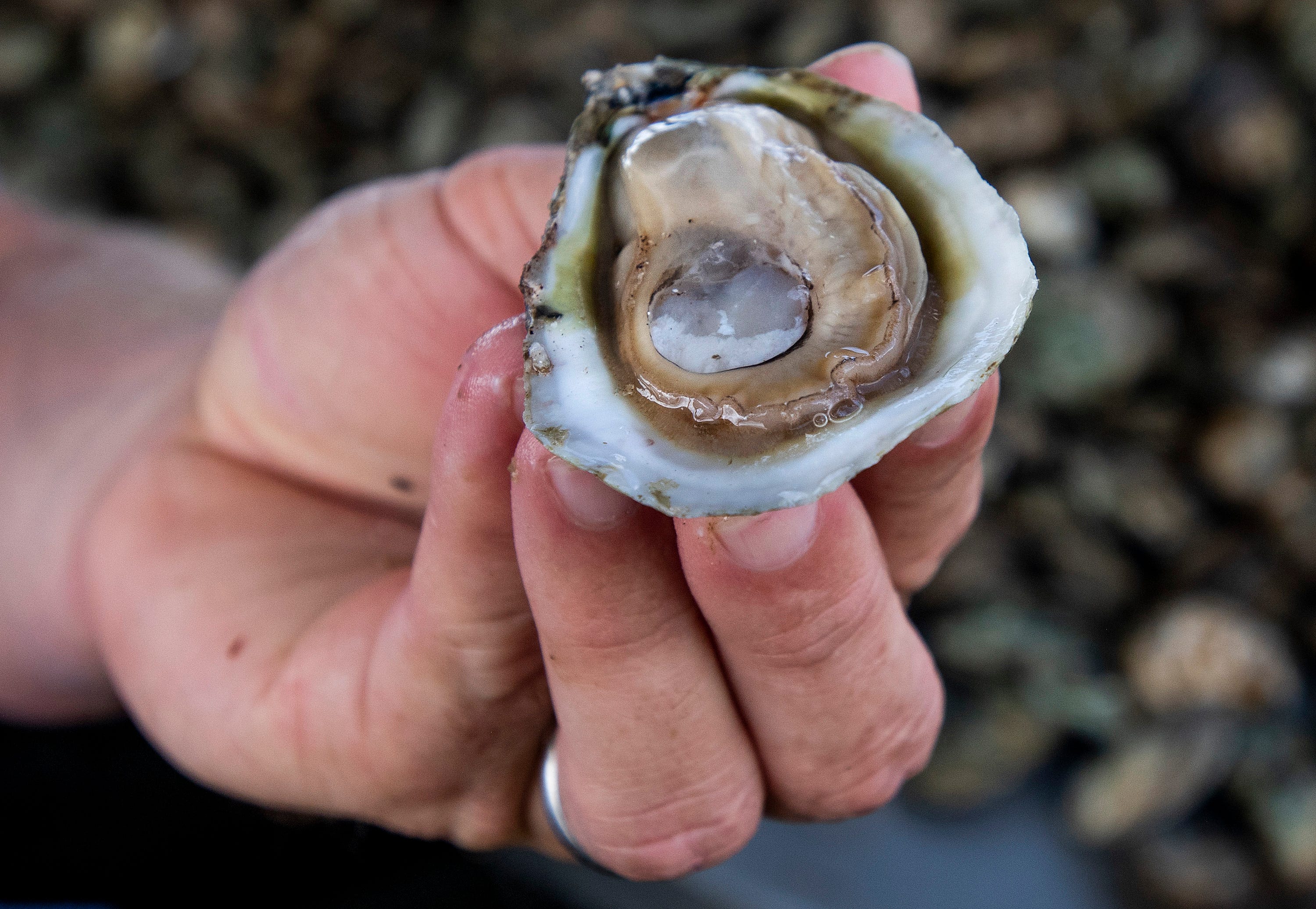 Lane Zirlott displays a freshly harvested oyster at Murder Point Oysters on Sandy Bay near Bayou La Batre, Ala., on Tuesday September 10, 2019.