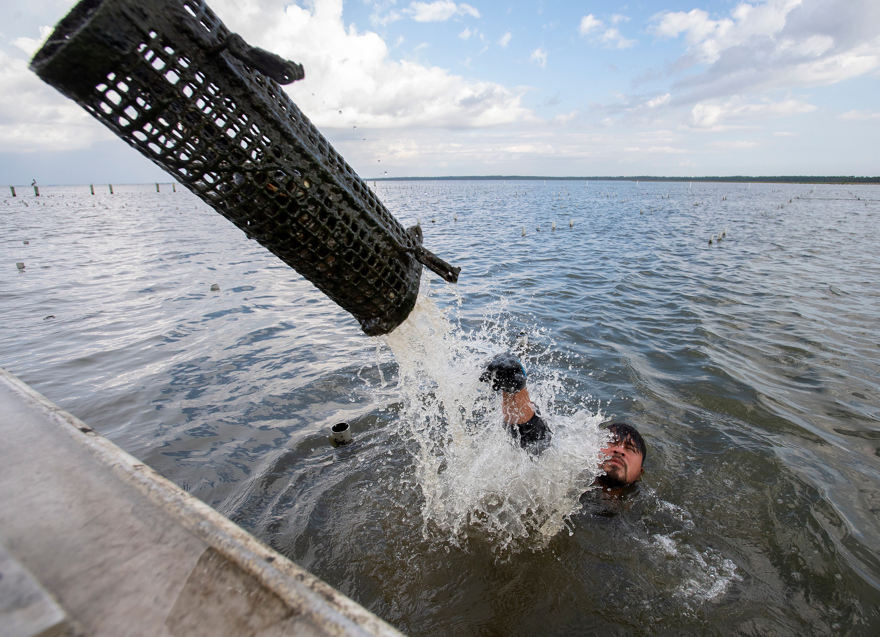 See rare, vintage photos of Louisiana oyster farming