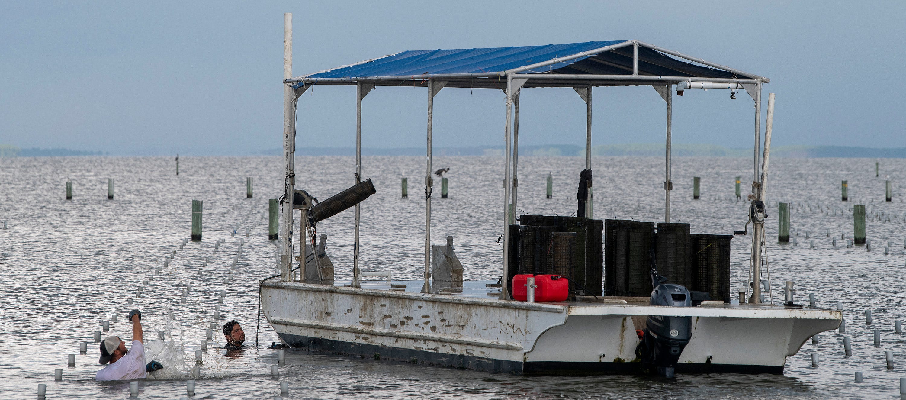 Eric Stewart, left, and Chuy Hernandez pull oyster baskets from the water at Murder Point Oysters on Sandy Bay near Bayou La Batre, Ala., on Tuesday September 10, 2019.