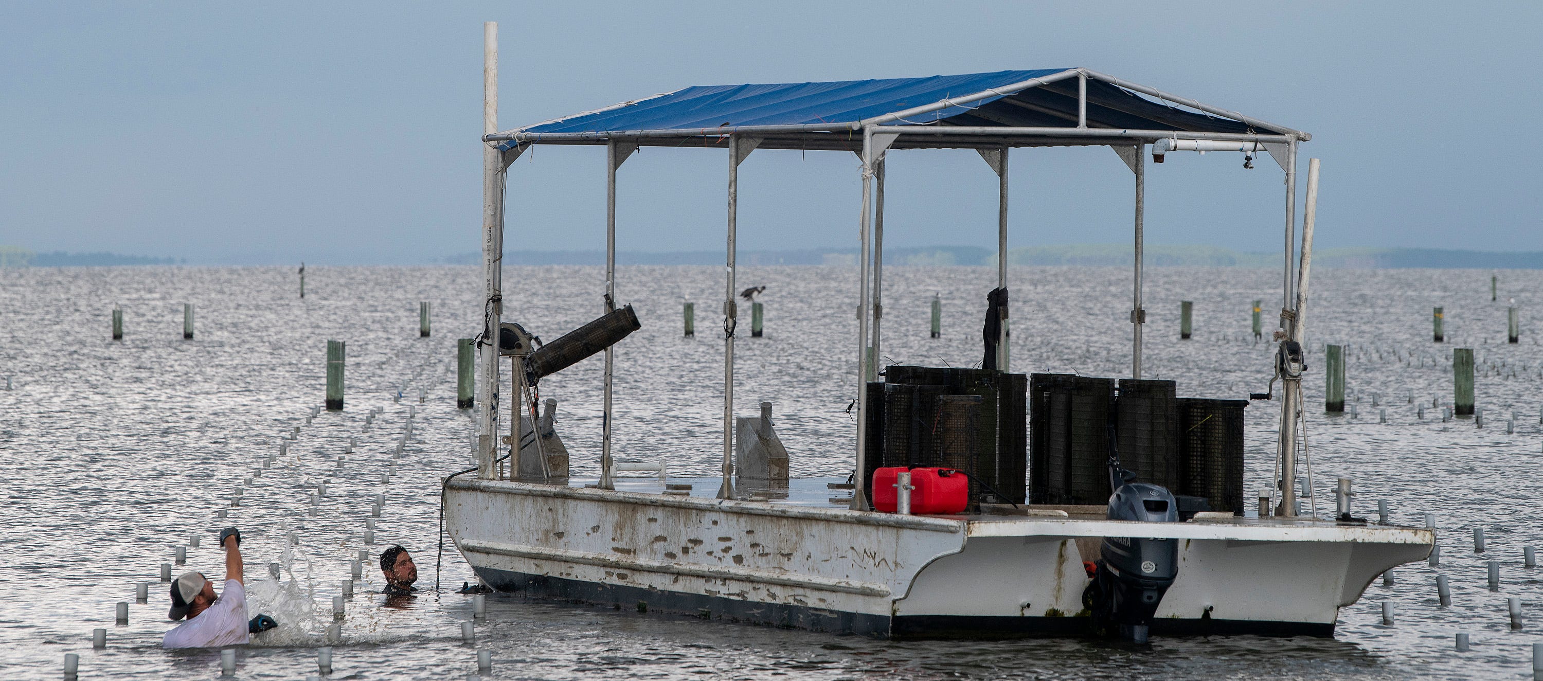 See rare, vintage photos of Louisiana oyster farming