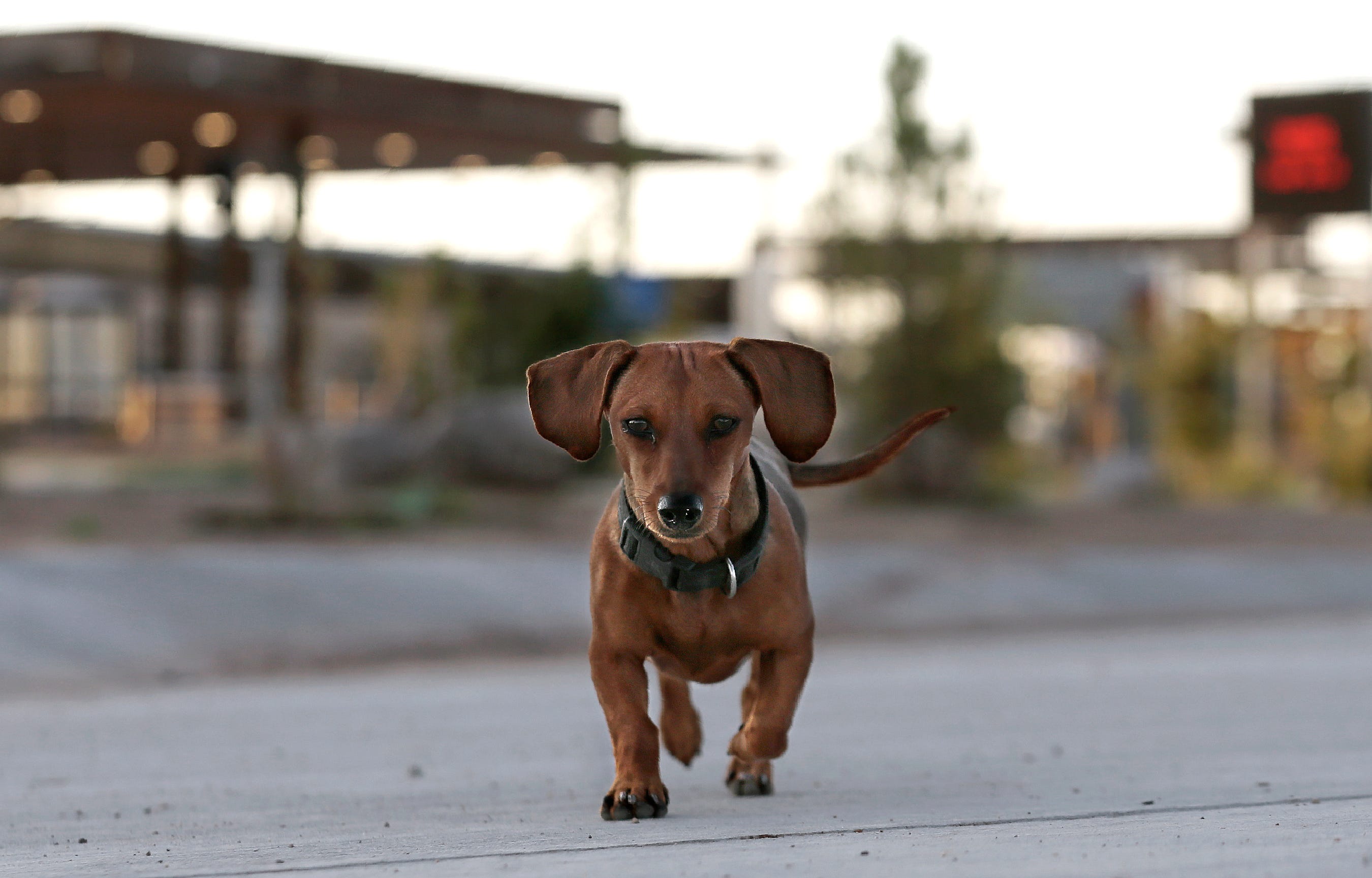 what do you need for a dog to cross the border