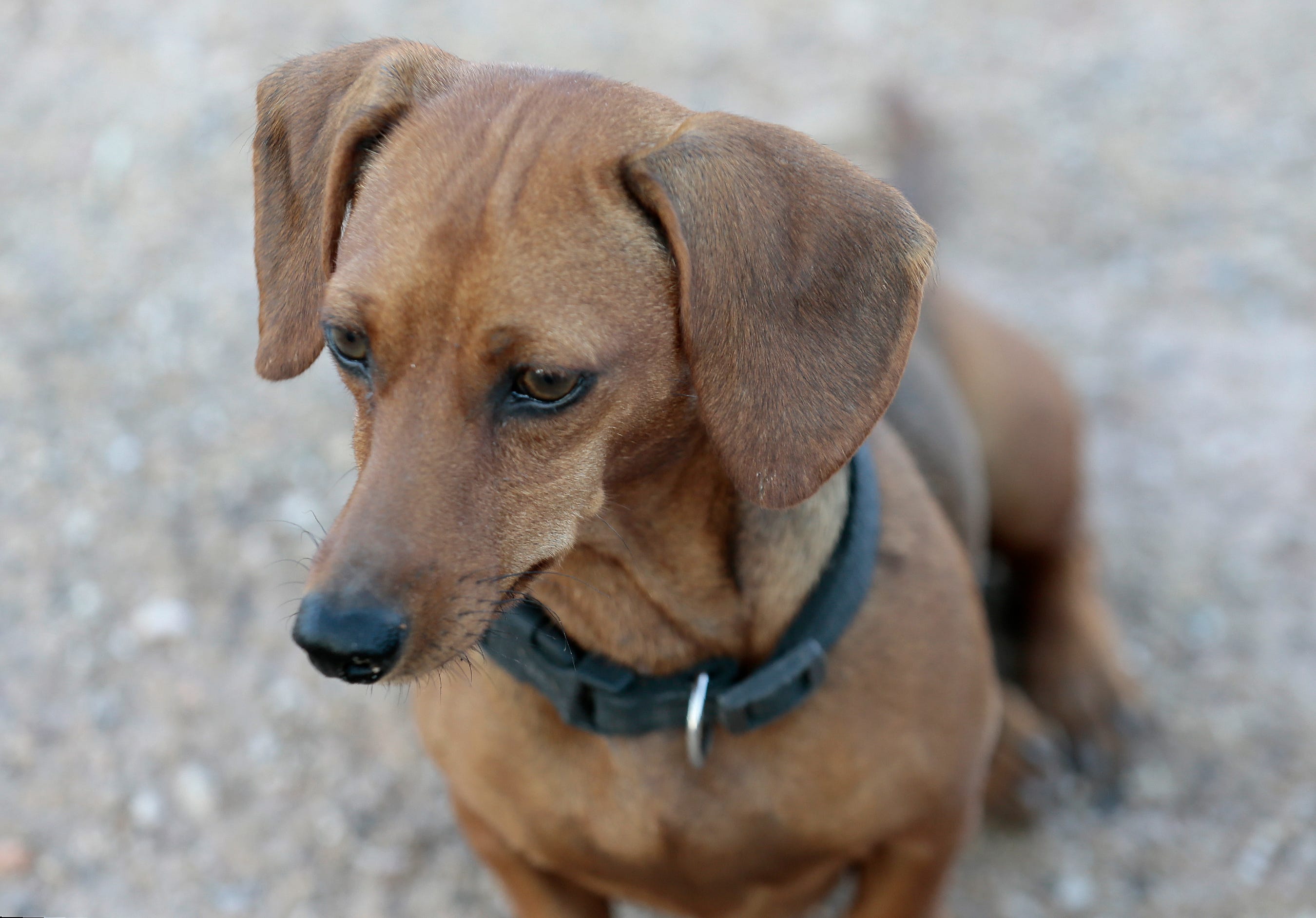 Can You Bring Dogs Across The Us Border