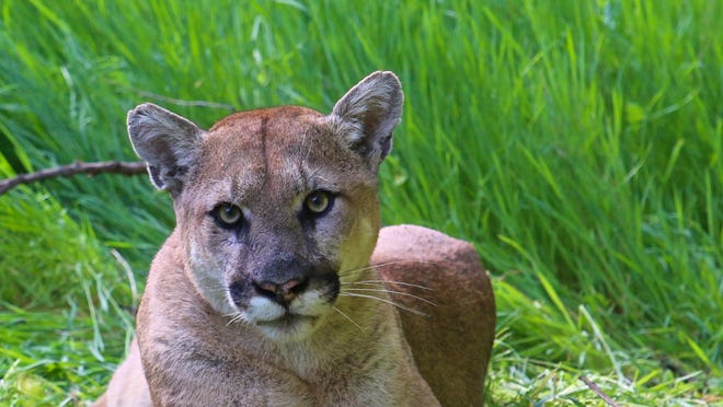 This mountain lion was dubbed P-38 when National Park Service researchers began tracking him in 2015 as part of a longterm study.