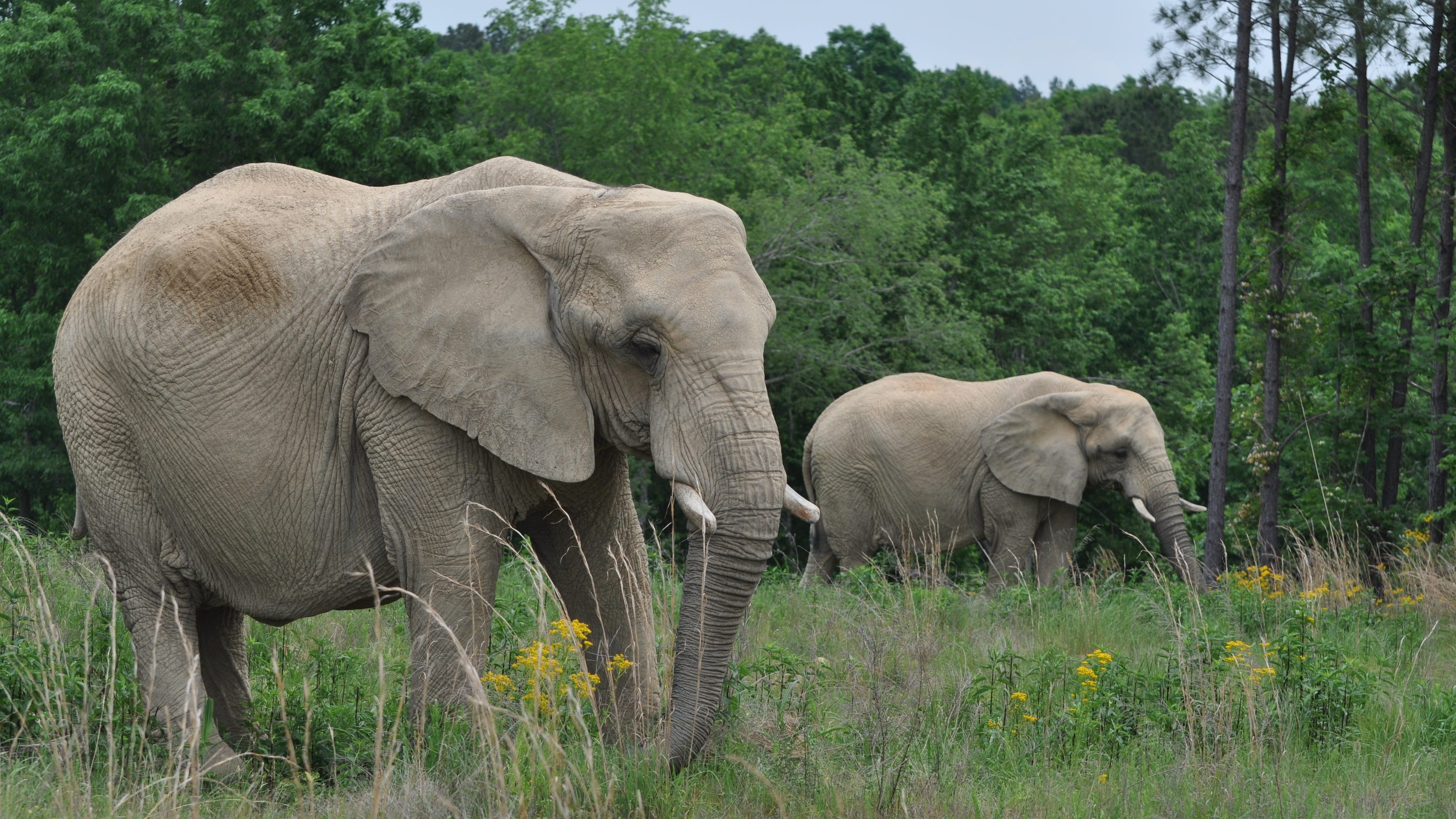 This animal is big. Элефант. Big Land animals. Thin Elephant. Animal Sanctuaries Africa.