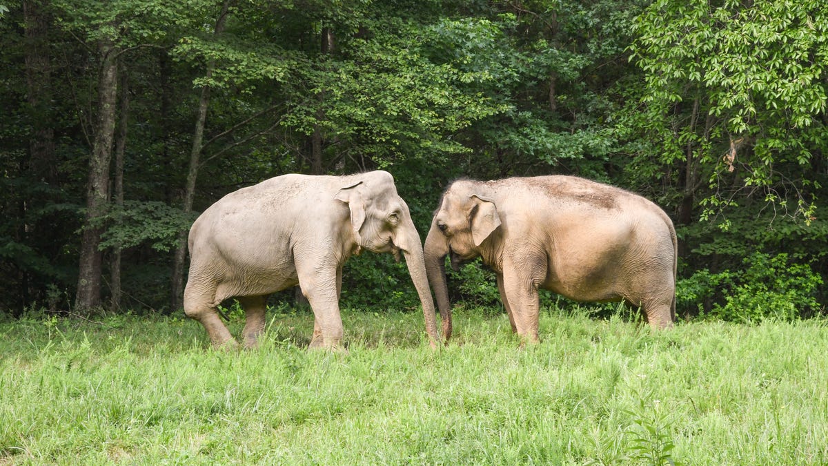 10 animal sanctuaries across America that you need to visit