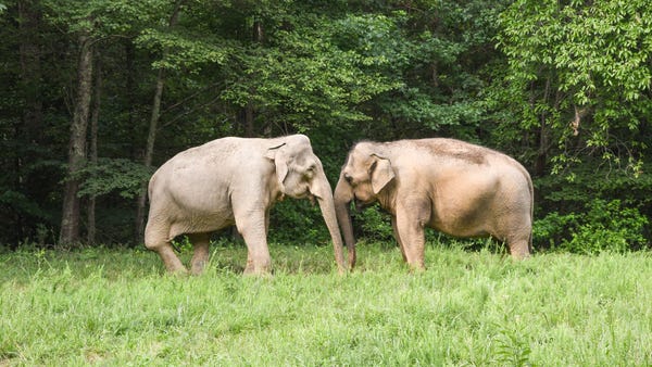Asian elephants, Shirley and Tarra, at Elephant Sa