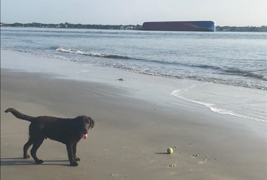 Short List reader Denise Rocawich and her dog Samuel visited Jekyll Island, Georgia, the day after rescuers freed four trapped crew members from a capsized cargo ship.
