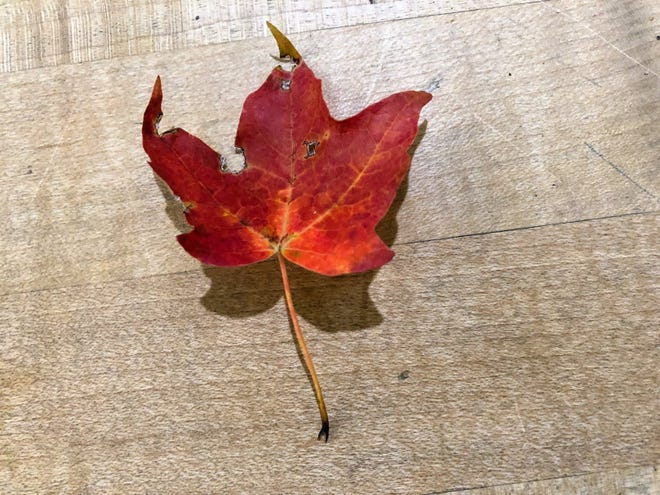 The sight of a red maple leaf brings back memories.