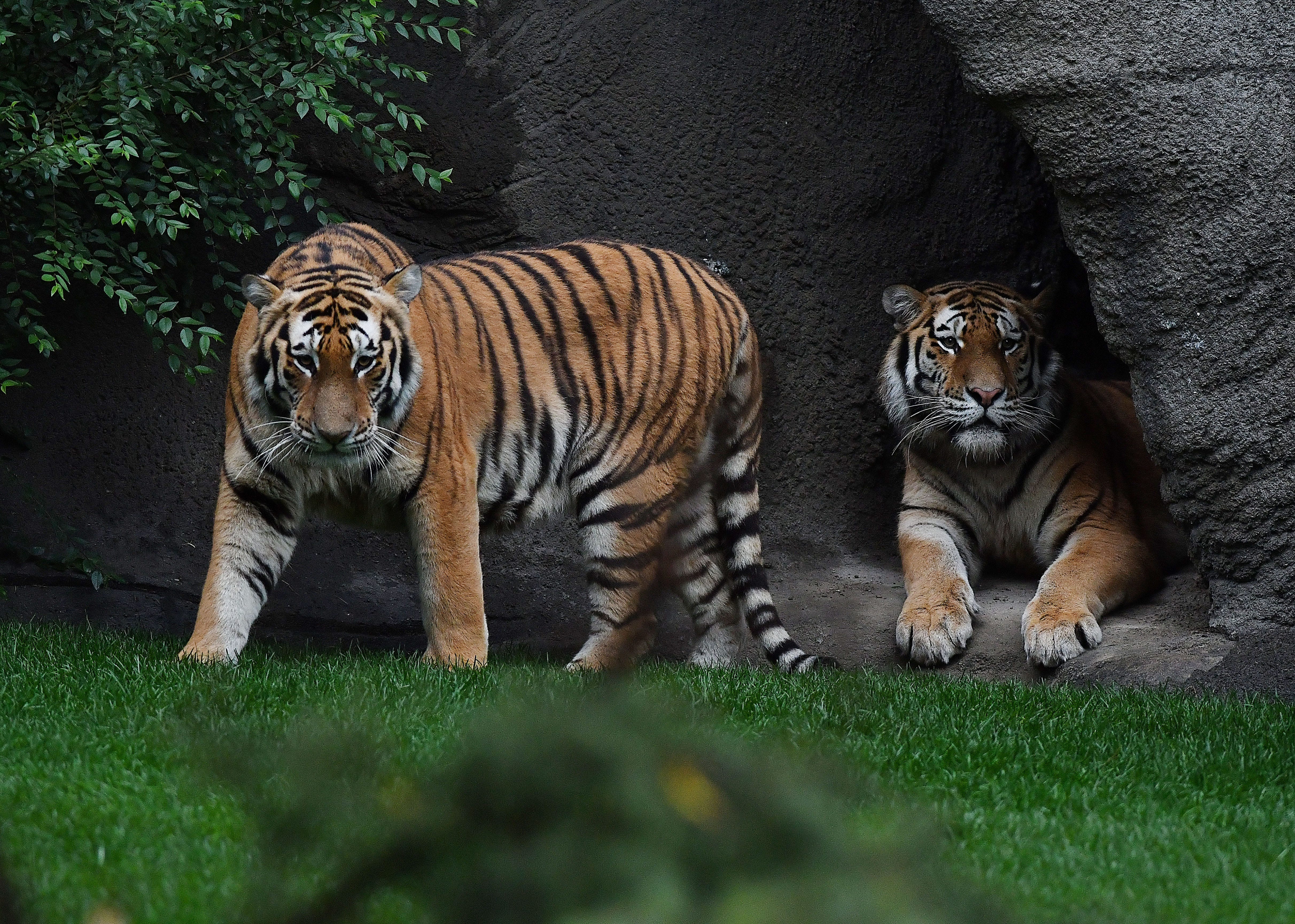 It's Opening Day for tigers at Detroit Zoo as new habitat unveiled