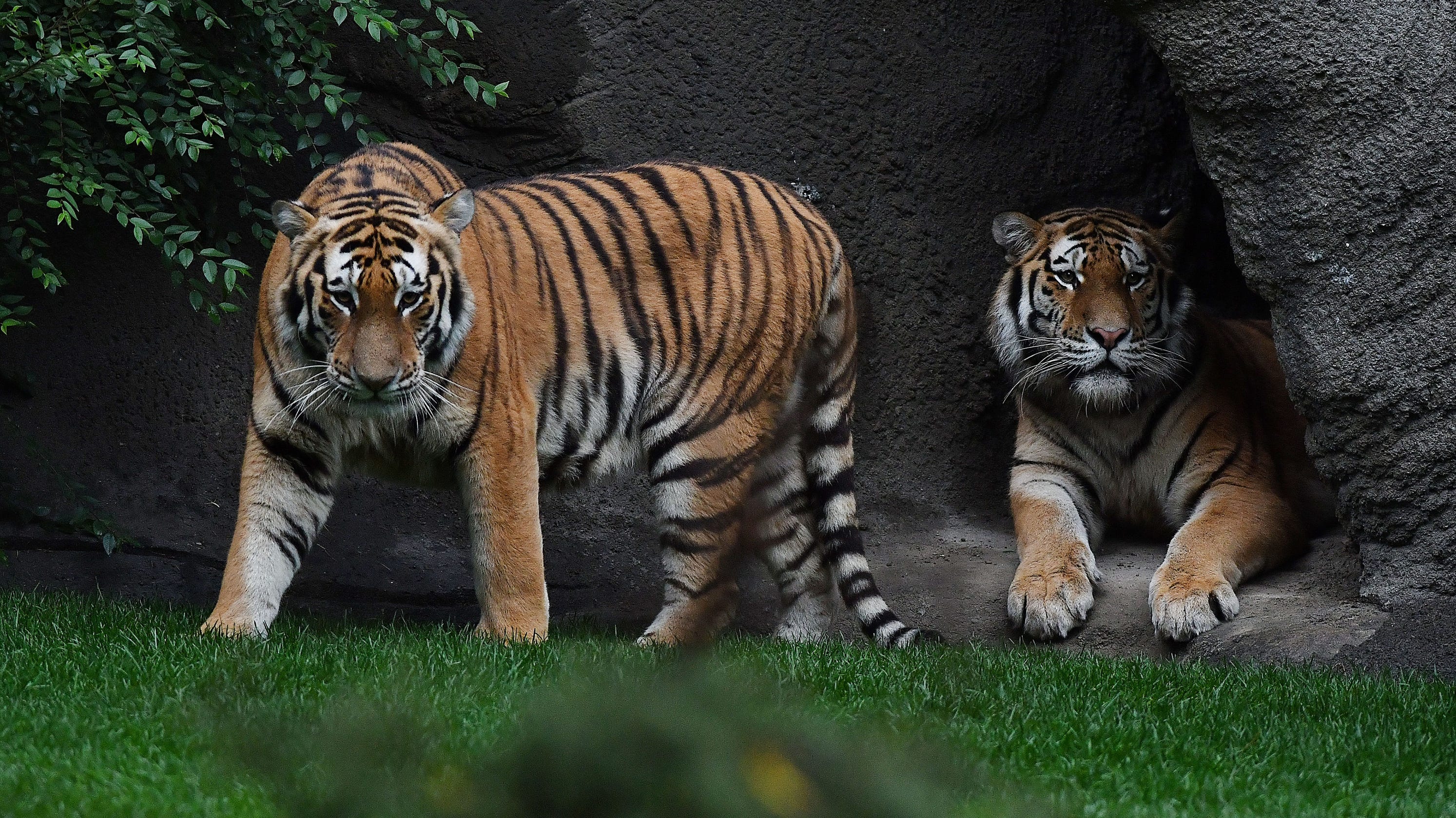 It's Opening Day for tigers at Detroit Zoo as new habitat unveiled