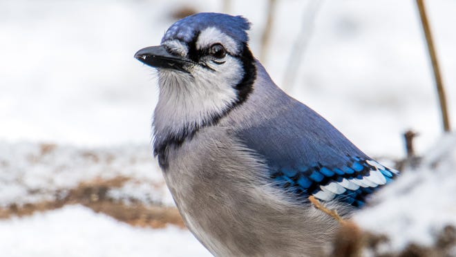 Birdscape Your Yard To Provide Winter Food Shelter To Our Winged