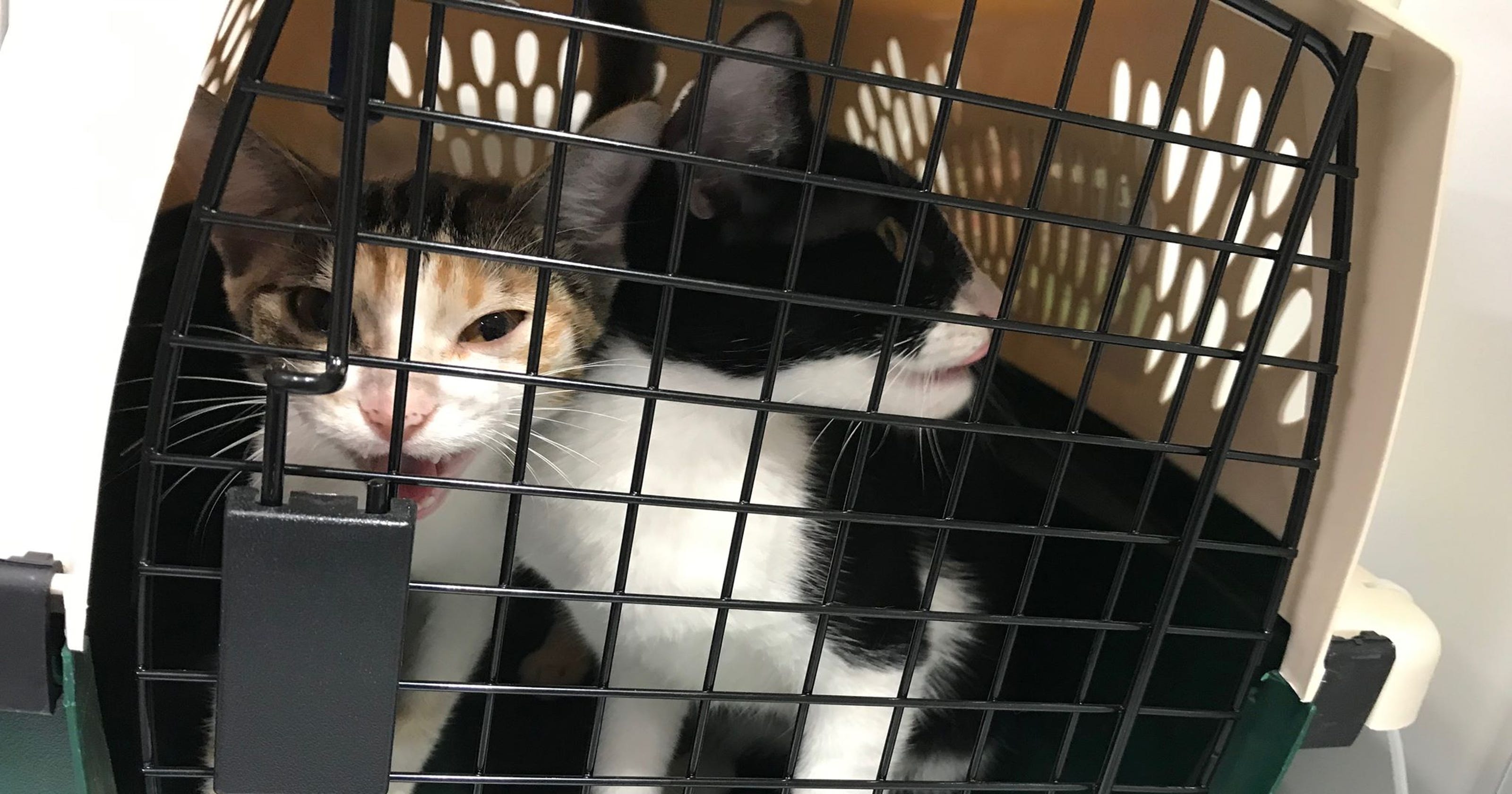 Cats Rescued From Hurricane Dorian Arrive In New Jersey