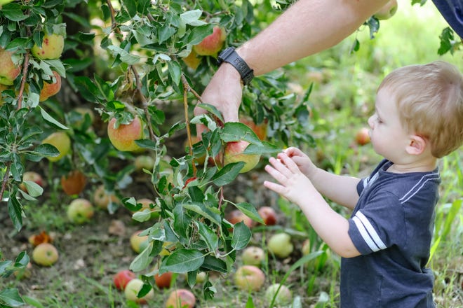 How to catch the end of apple-picking season at Mesilla Valley orchard