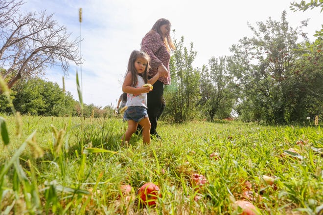 Kaylee Estrada and grandmother Patsy Estrada pick apples at U-Pick Mesilla Valley Apple Orchard in Las Cruces on Friday, Sept. 13, 2019.