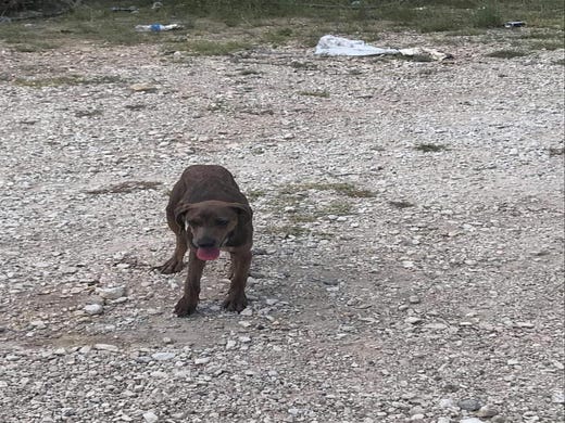 Dog Dumping Near West Texas Town Causing Problems For