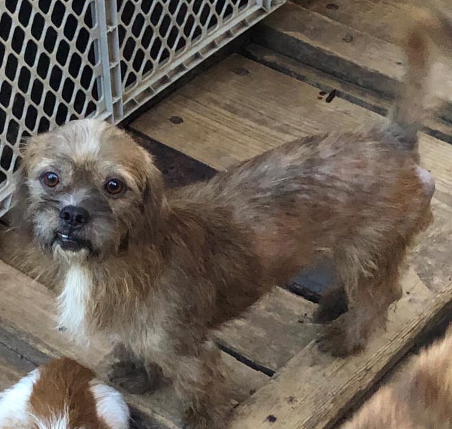 This dog is one of 21 dogs dumped off of I-10 between Junction and Sonora on July 7, 2019.