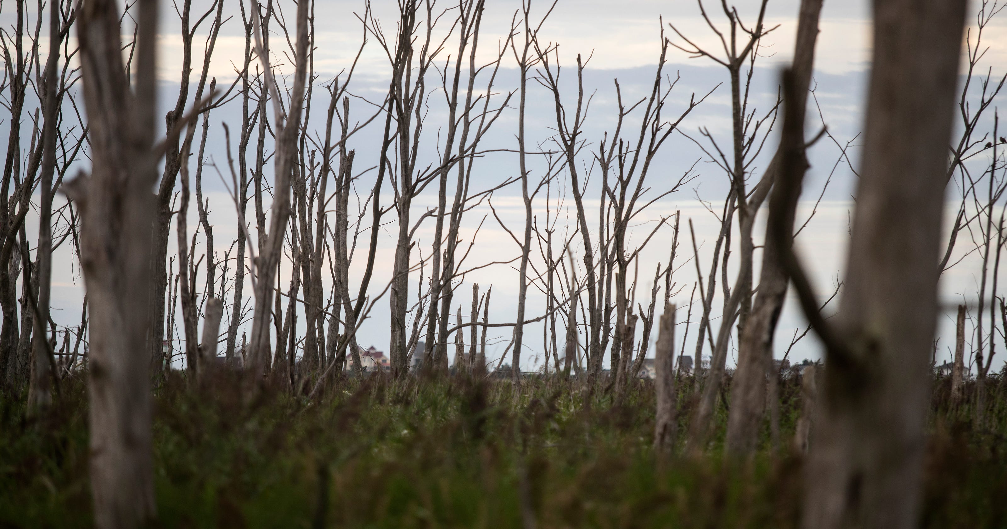 Climate Change Ghost Forests On Delaware Bay Show