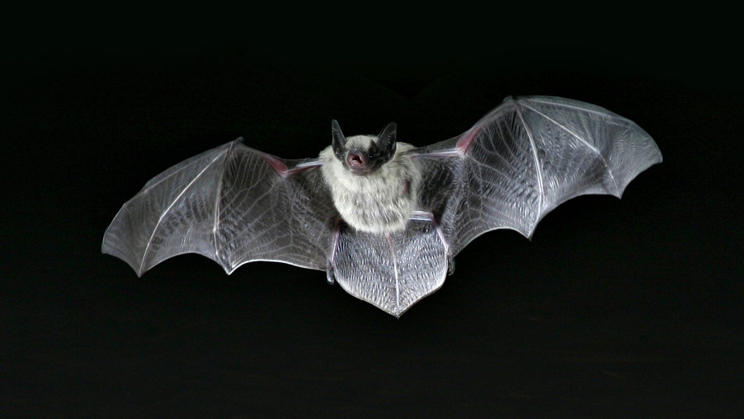 Bat With Rabies Found In Alamance County 