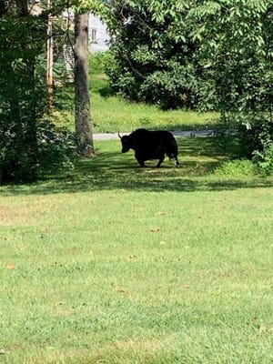 This photo provided by Laura Cooper from the Nelson County Farm Bureau shows a yak in Lovingston, Va,, on Wednesday, Sept. 11, 2019.  Authorities say the yak on its way to the butcher's shop escaped to the nearby mountains avoiding animal control officers and treats trying to lure it back into a trailer. The yak named Meteor was on its last ride Tuesday from Buckingham, Virginia, to the butcher when it got out of its trailer. (Laura Cooper/Nelson County Farm Bureau via AP)