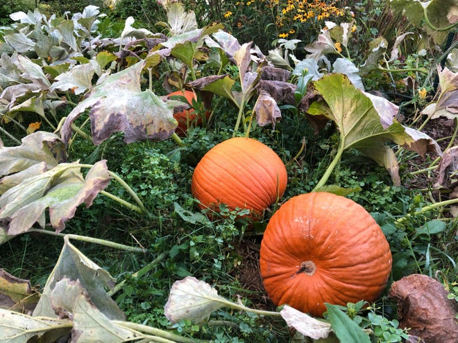 Early pumpkins lie in a patch in South Burlington on Sunday, Sept.  15, 2019.