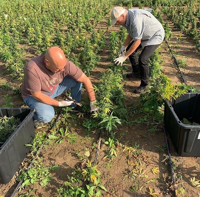 People work on 1.5 acres of hemp plants for the business Thumb Coast CBD, which hopes to open a storefront in St. Clair in the next three months.