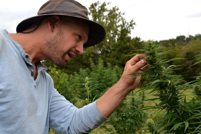 Mike McCue's hemp farm, Mill Race Hemp Farm, in Verona is a legal hemp farm. McCue is in his first year of growing hemp with the hopes of selling it to be made into CBD oil.