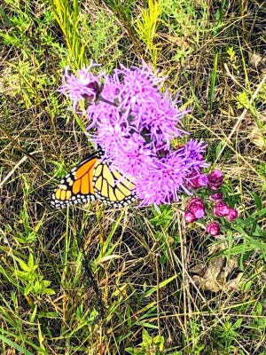 A Monarch butterfly gathers some nourishment from a Blazing Star on the Apps' prairie in Waushara County.