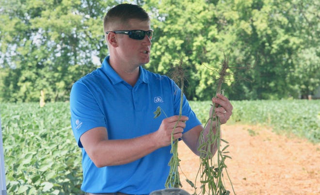 Mike Gronski, Pioneer Seeds agronomist, shows the difference of soybeans roots from various planting depths.
